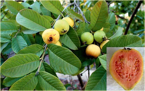 Gujawa, gruszla, gwajawa, gojawa jadalna